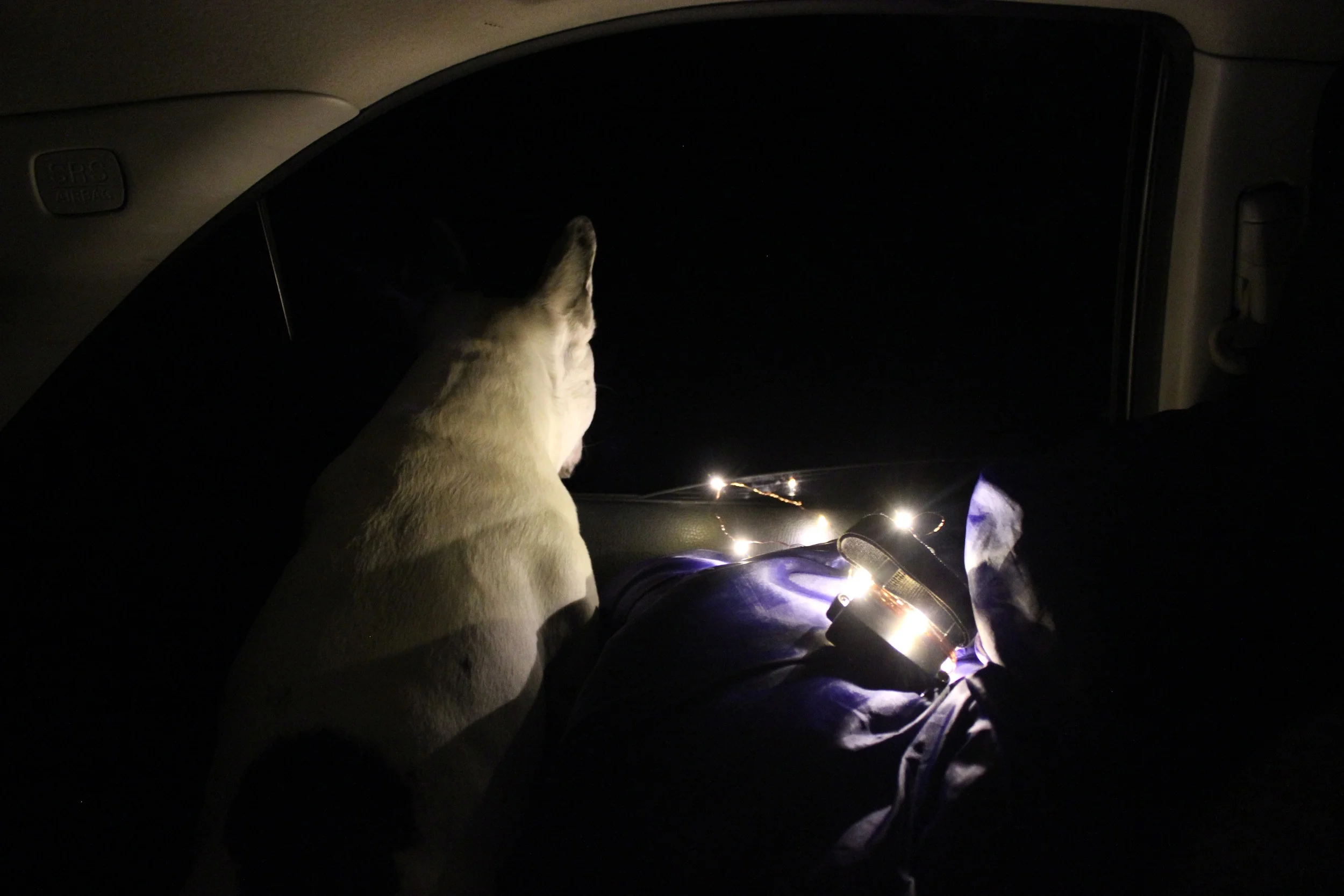 Camping out off the coast with a frenchie - Cannon Beach, OR
