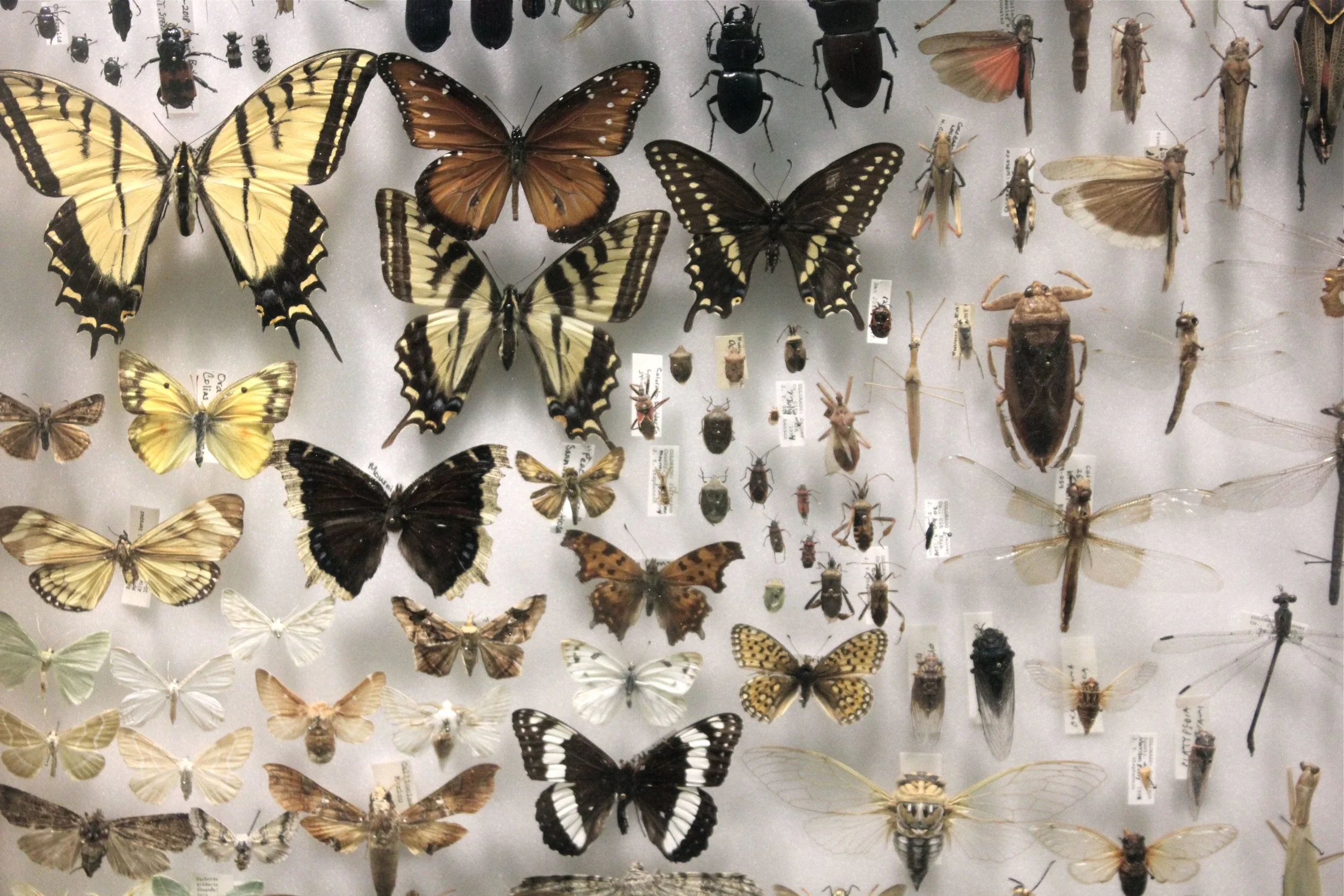 Couldn't get enough of this place. - Denver Museum of Nature & Science