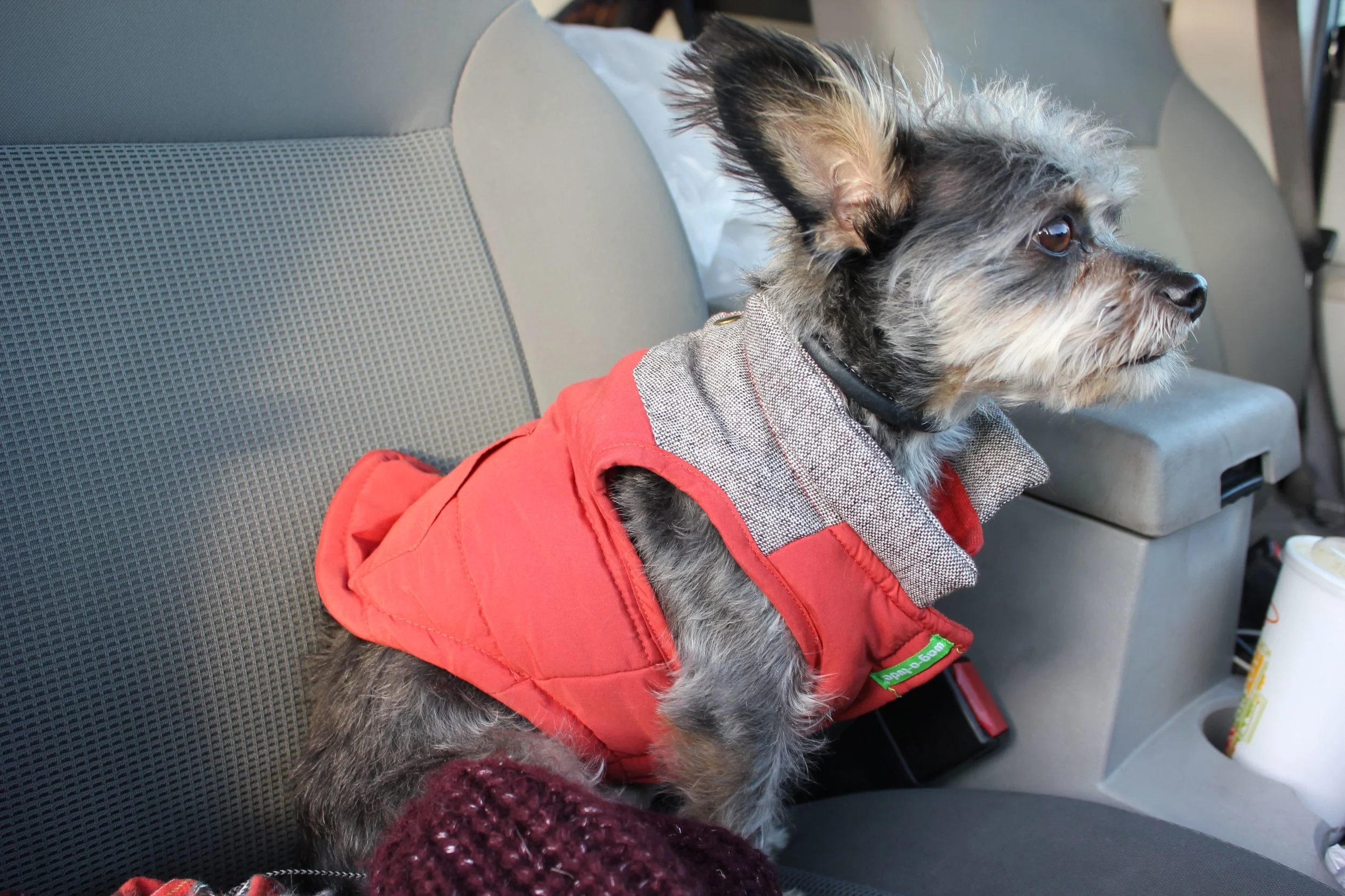 Taking a desert pup into 6 degree winter. Not a fan of winters or his winter wardrobe. - Denver, CO