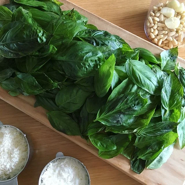 Wish I knew what to cook with this mountain of basil from our garden besides pesto. Inspiration needed.

#シェア畑で大きく育ったバジルを枝ごと収穫。でもペスト・ジェノベーゼのソース以外思いつかないなぁ。