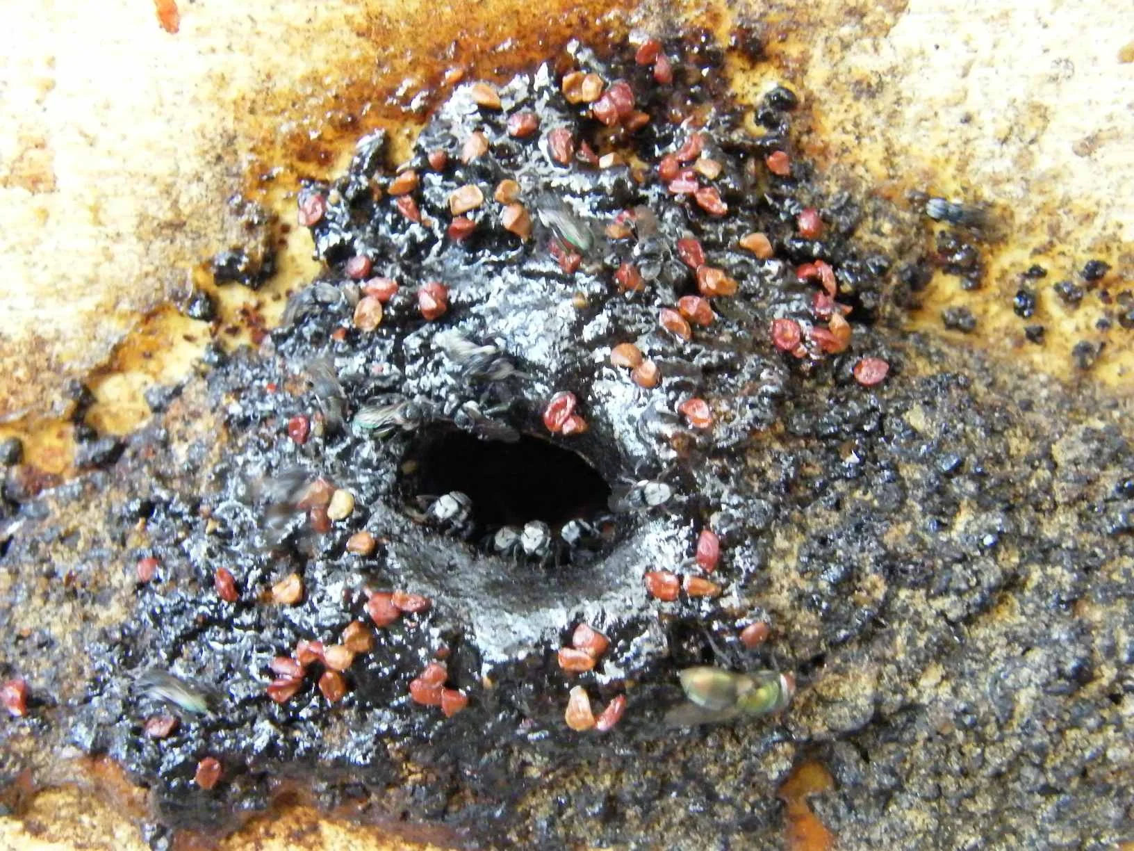 Photo Courtesy of Dr Tim Heard