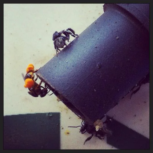 bees at entrance.jpg