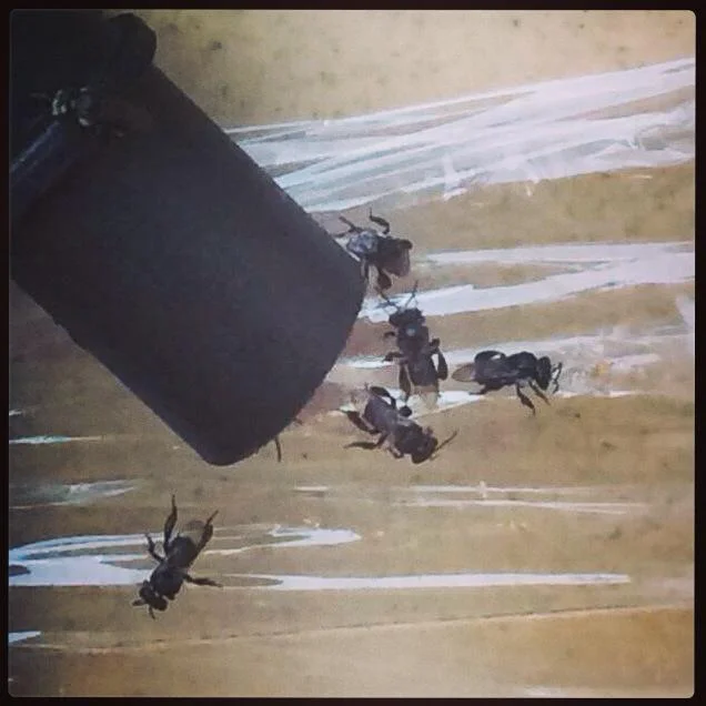 bees eating glad wrap.jpg