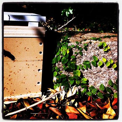 hive in the garden.jpg