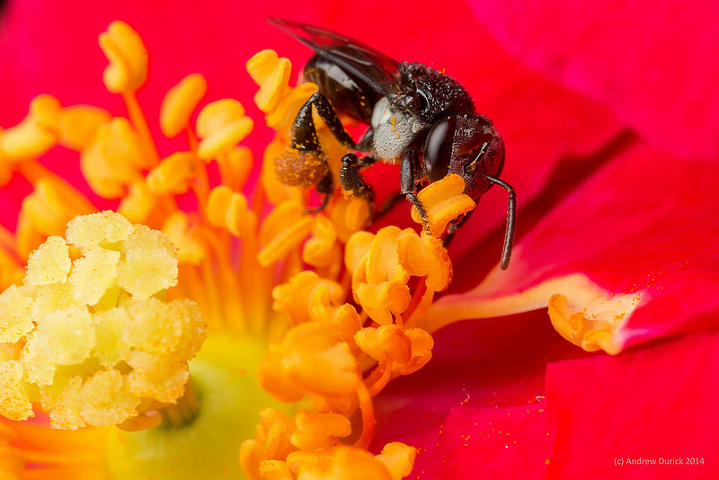 Andrew Durick Stingless Bee.jpg