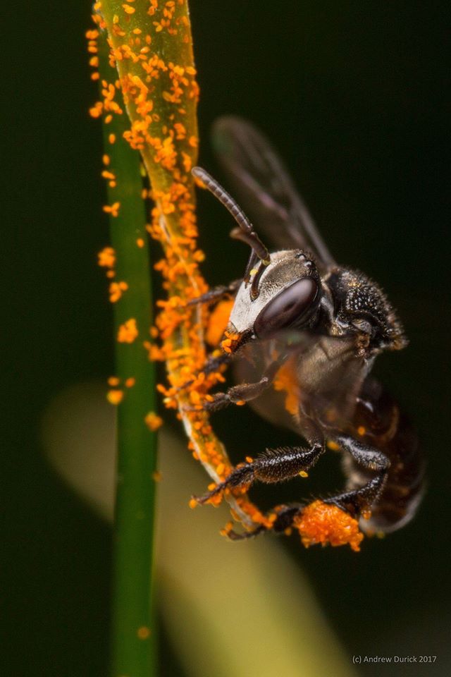 foraging bee.jpg