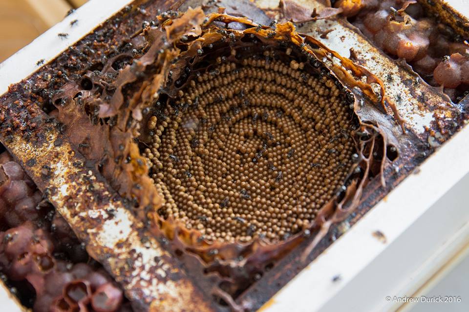 inside a hive.jpg