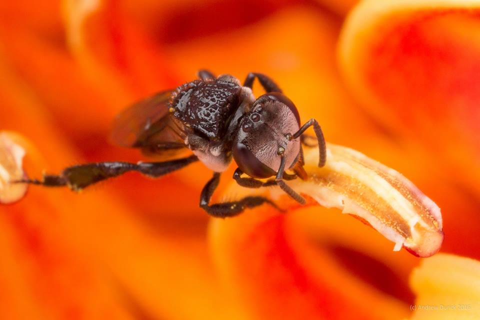 orange flower.jpg