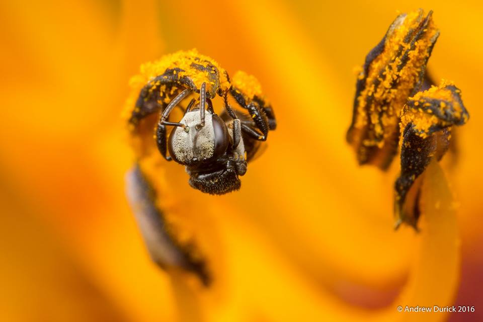 orange pollen.jpg