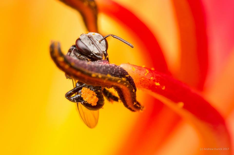 pollen pants.jpg