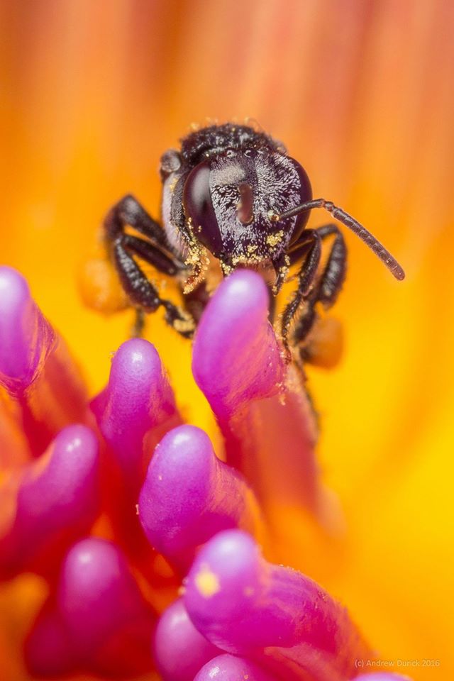 purple pollen.jpg