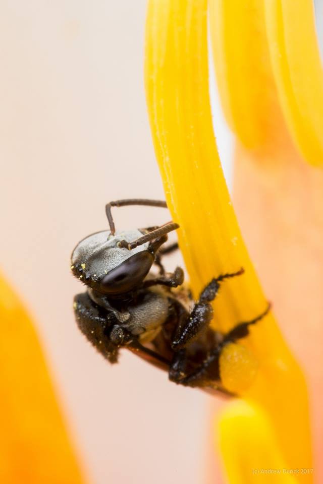 Stingless Bee.jpg