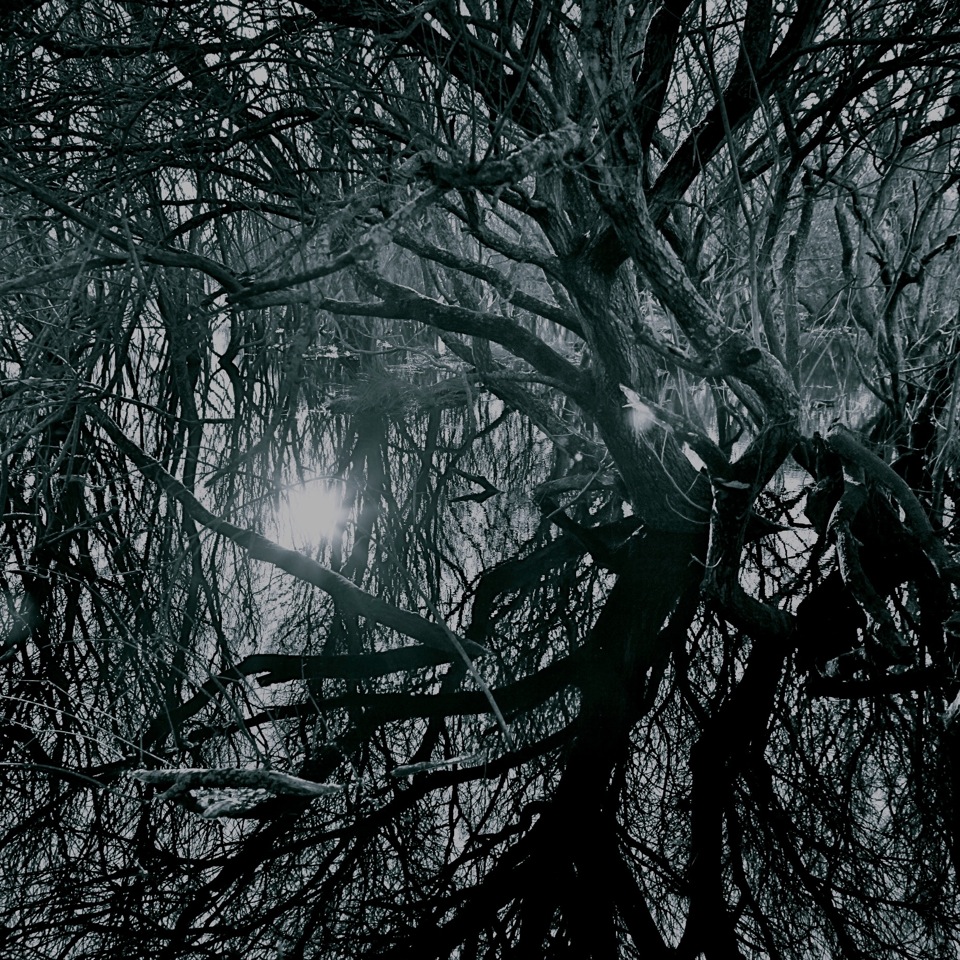 trees.jpg