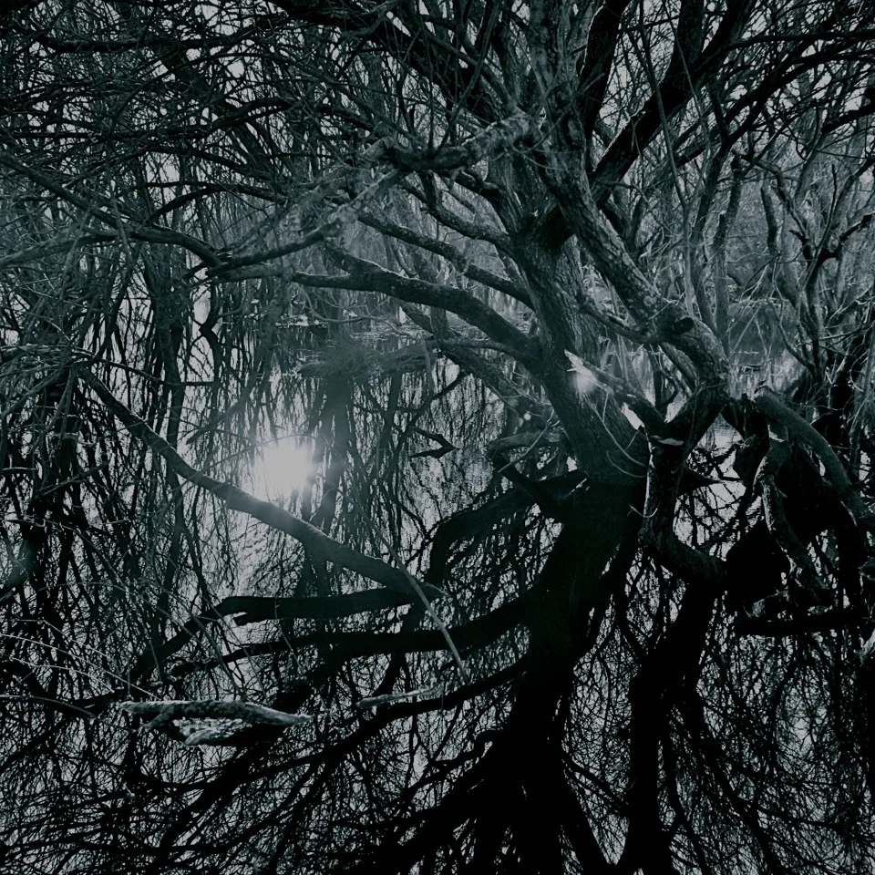 trees.jpg