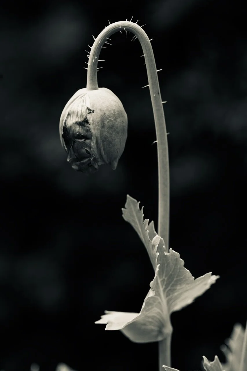 CC7C396C-5033-40AF-A8F9-76523A8F1B48.jpeg