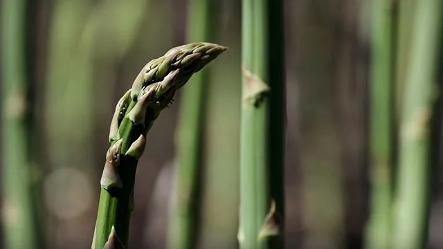 Thank you Asparagus for a much appreciated crop but you are now free to reach for the sky. My favourite way is to enjoy them is on a white pizza cooked in the garden with garlic, sea salt and thyme. . . . . #asparagus #asparagusrecipes #plants #vega