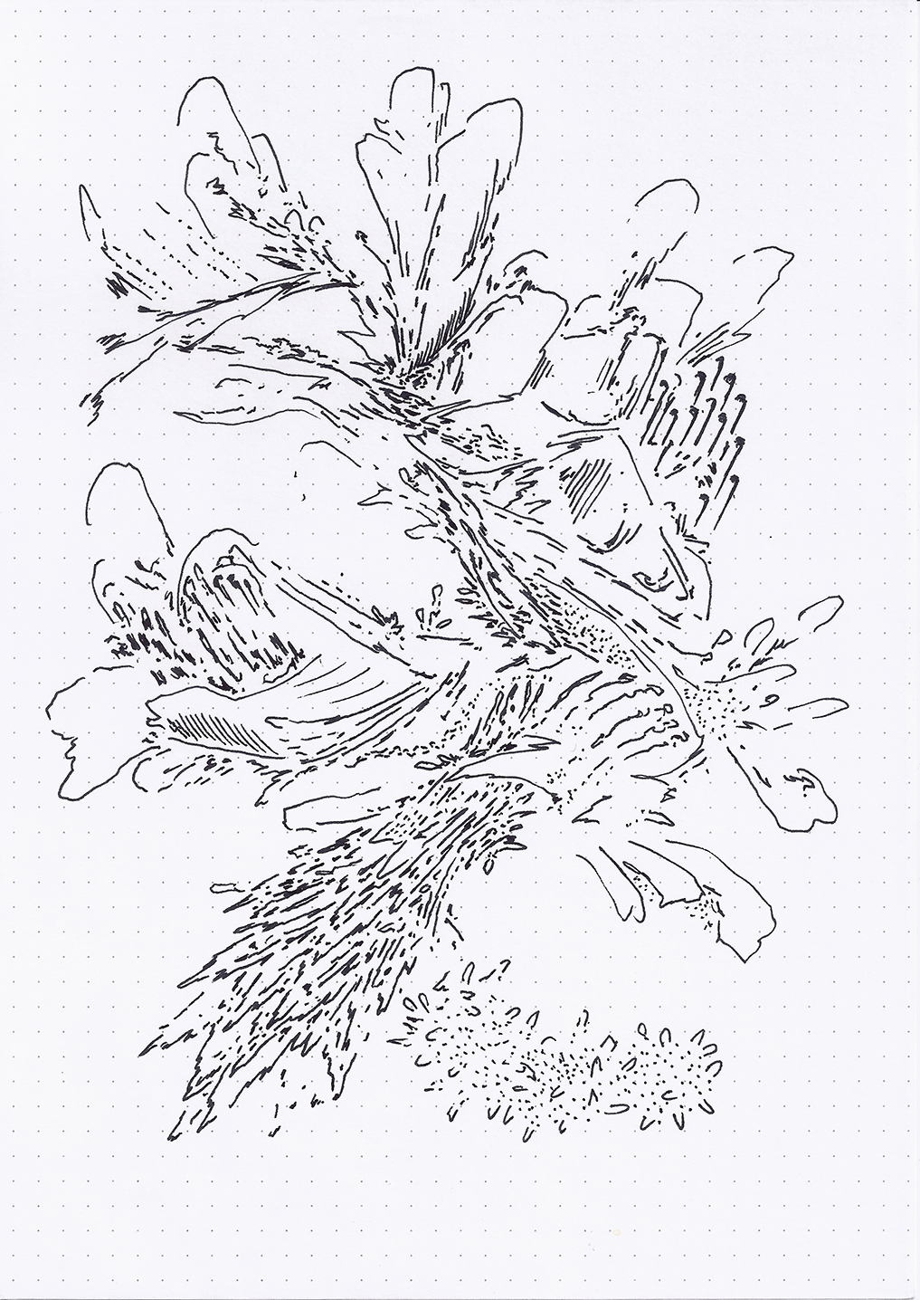 Field Drawing 15 (175 dpi).jpg