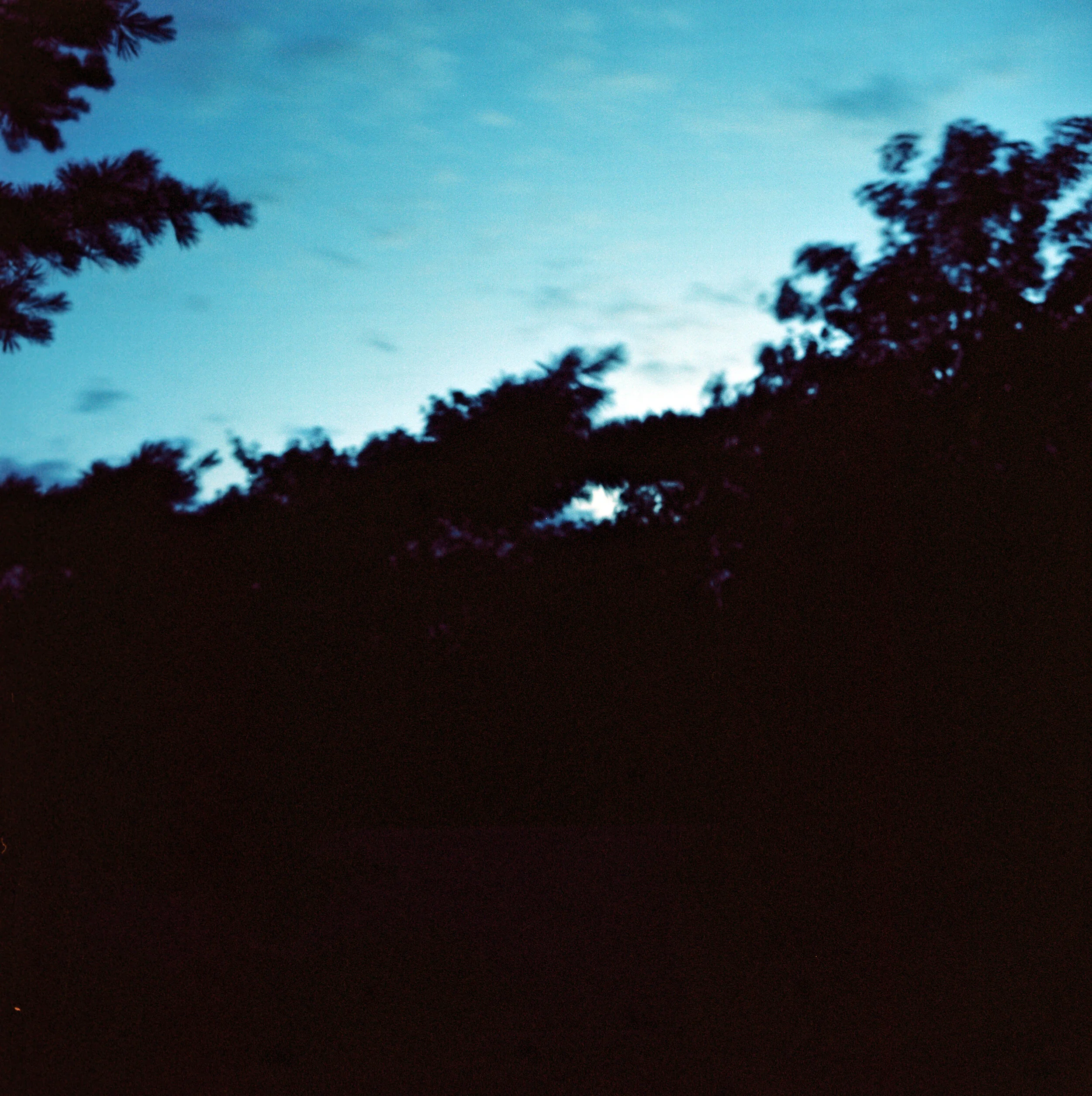 Blue sky, black trees