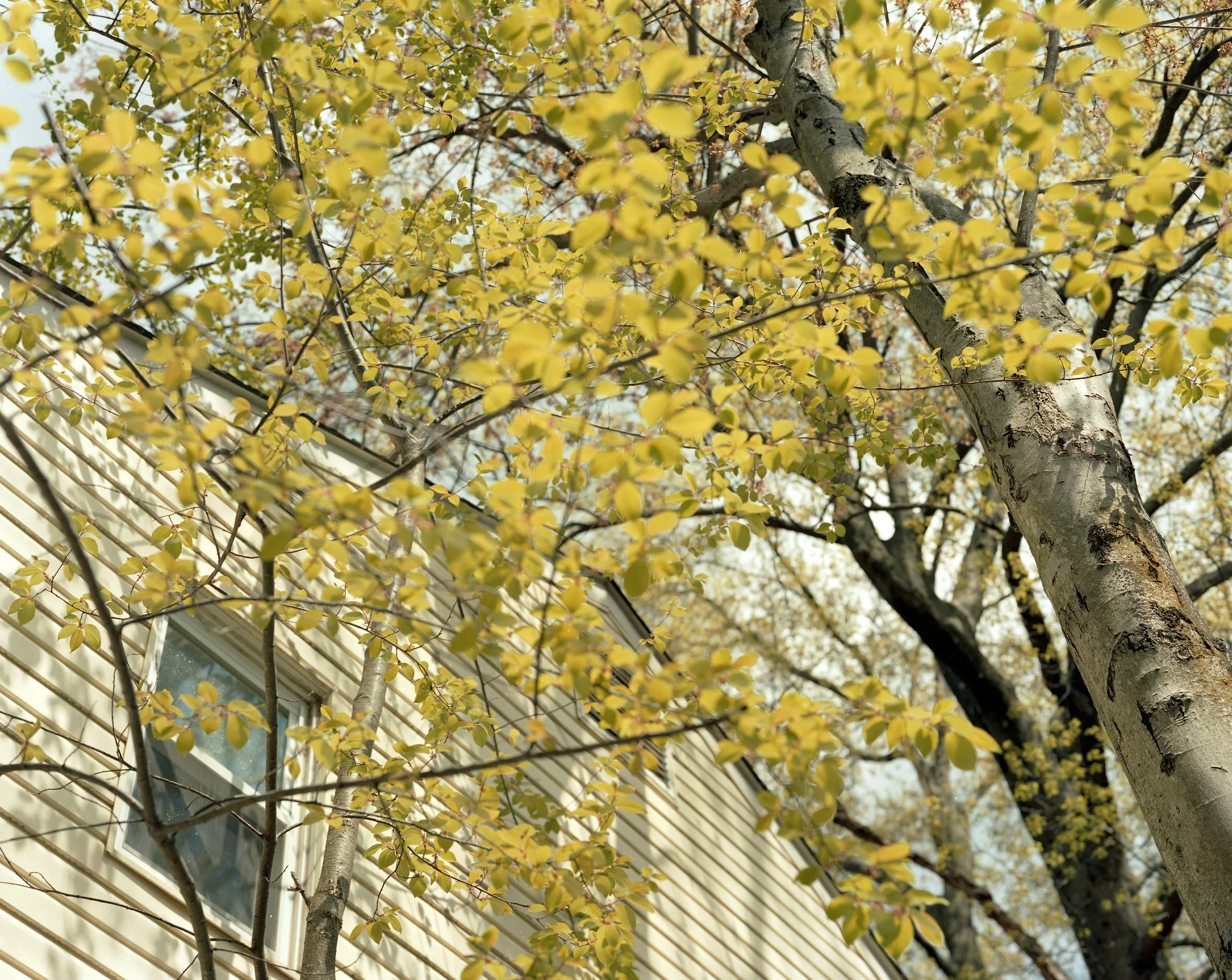 yellowleafed tree 2.jpg