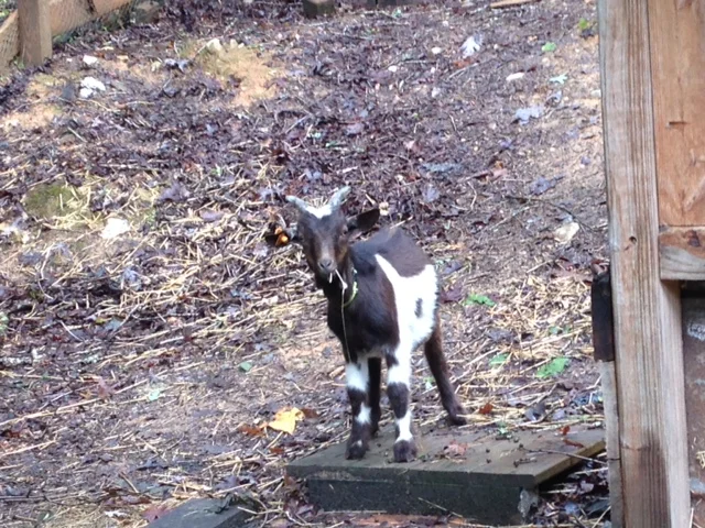 Roscoe gives the goat barn two hooves up!...I've learned that goats can watch humans work for hours...