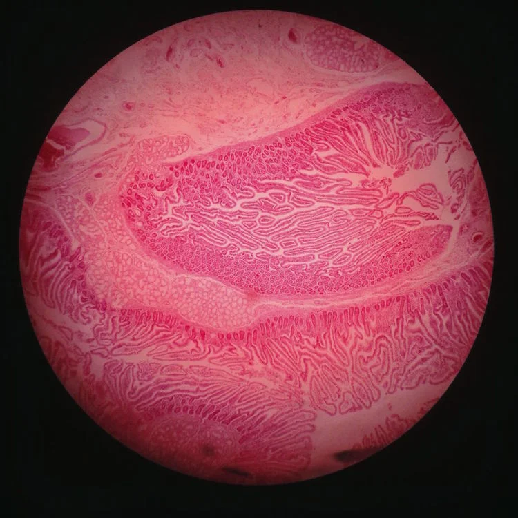 OUR SOFT INSIDES // LAYLA MOHAMED