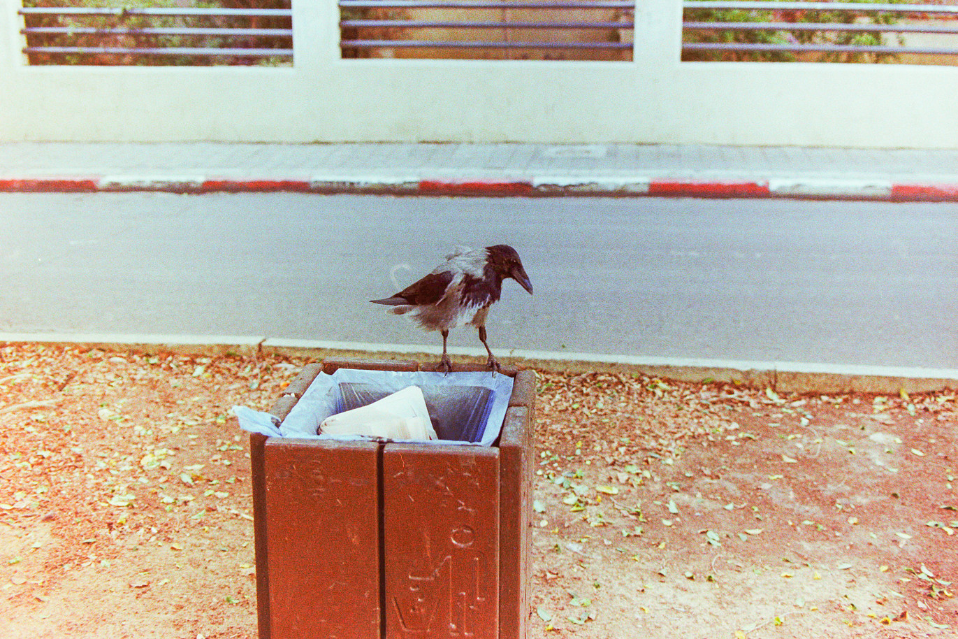 making friends in tel aviv