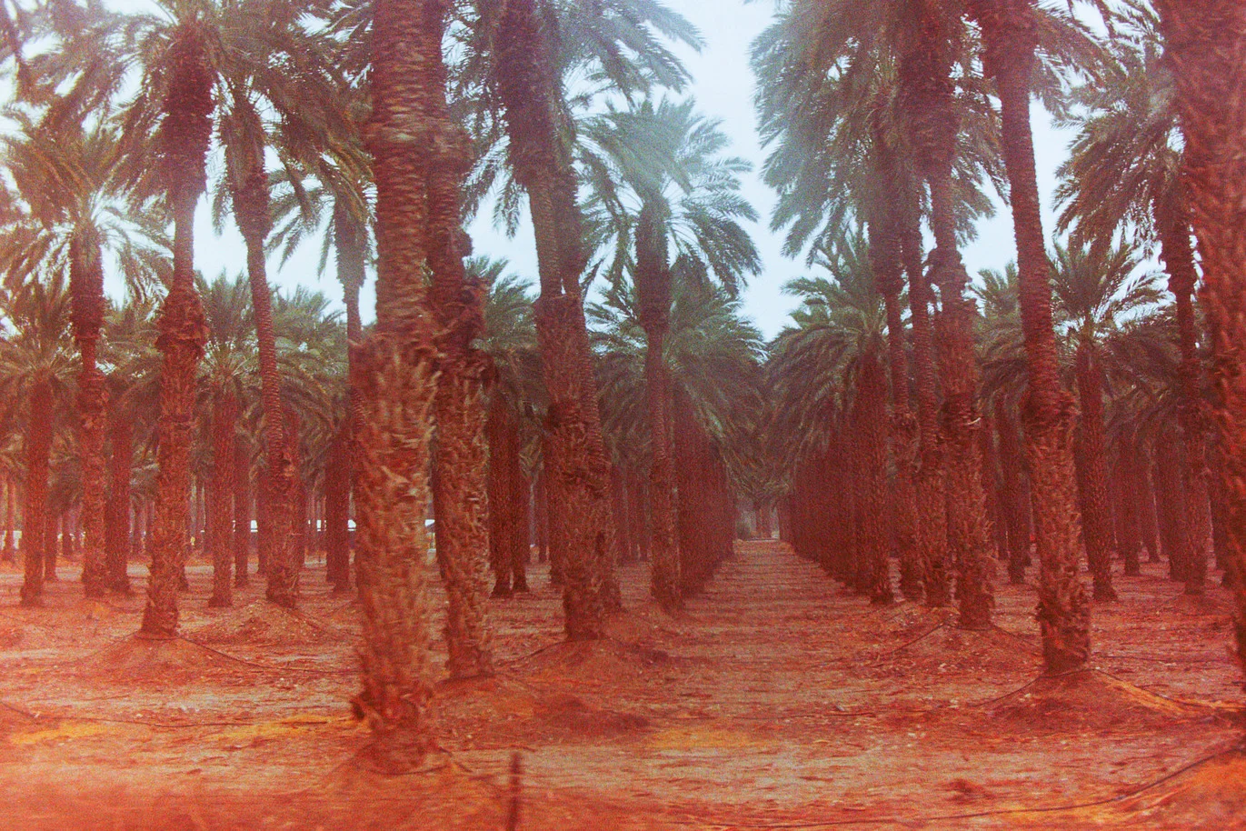 palm tree soldiers