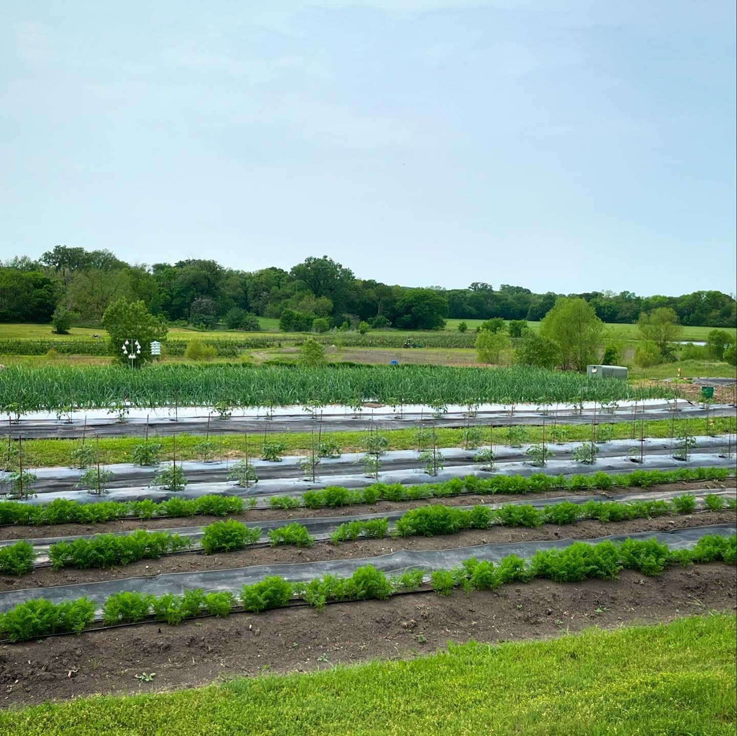 We&rsquo;re almost fully planted! Things are shaping up beautifully this year. 😅🤞