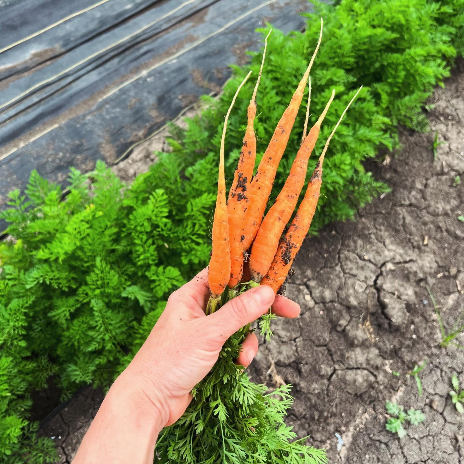 My little carrots are coming along nicely!