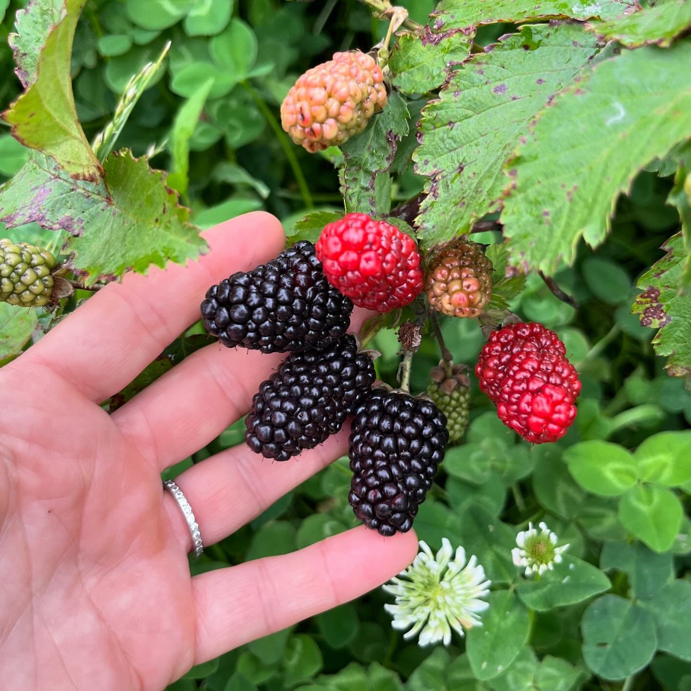 Ladies and germs, IT&rsquo;S TIME! We&rsquo;ll be open Tuesday, May 14 and Thursday, May 16 for blackberry picking. The veggies are still closed - we will ONLY be picking blackberries this week. Spots will open up for booking tomorrow (Sunday) mornin