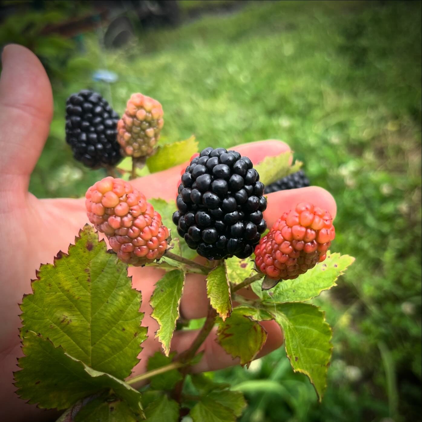 Still a few spots open for blackberry picking tomorrow! They are coming on fast - it&rsquo;ll be easy to fill a bucket with fat juicy berries. After that we&rsquo;re picking Thursday - those spots are open now too on the website! www.purelandorganic.