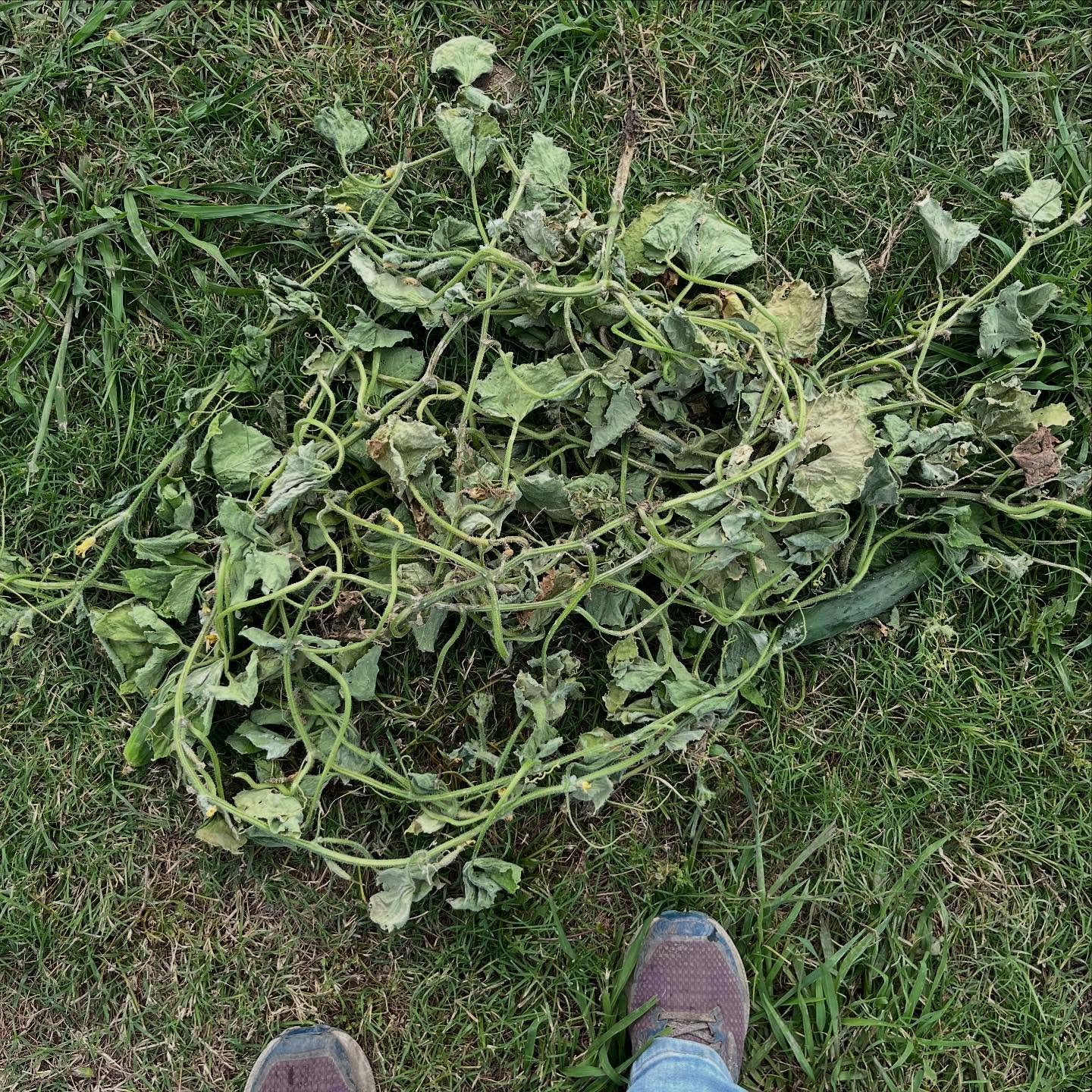 Six cucumber plants in a row ripped out by the roots today. You guys, please read the signs, use your brains, and watch your kids. We can&rsquo;t take this kind of senseless damage every day and stay open. 🙏