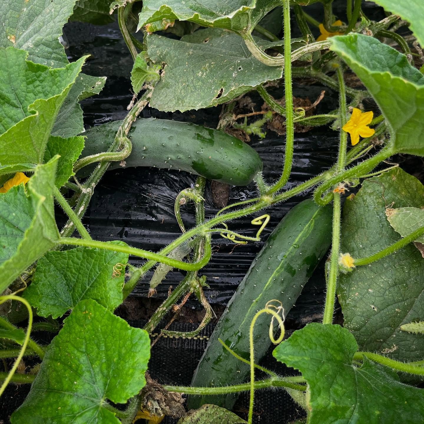 A banner year for cukes at Pure Land! If you&rsquo;re pickling, this is the week 🥒 spots are open now for tomorrow, and spots for Saturday and Sunday will open for booking tomorrow at 10am!! Read the deets and book right here (check out the FAQ tab 