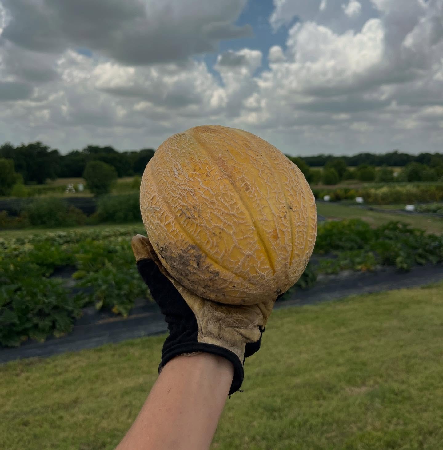 I WISH YOU COULD SMELL THIS POST 👀 cantaloupes start Saturday! Spots are open now: www.purelandorganic.com