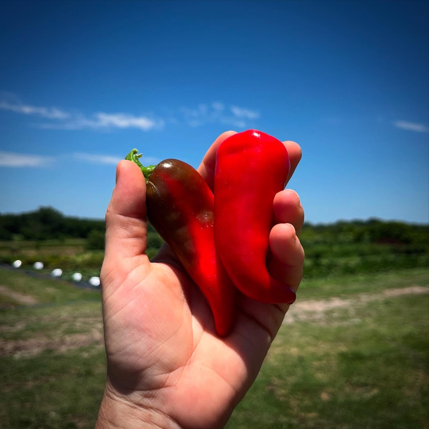 First Fresno chiles are getting their color! Saturday is full, but we have room on Sunday - come see us before the season gets away from you (about 3 weeks left!!): www.purelandorganic.com