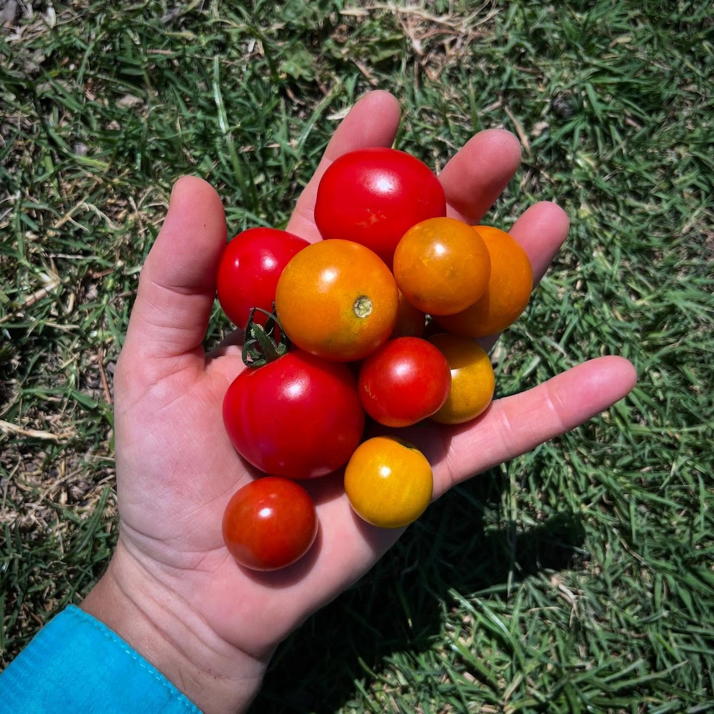 Fiiiiiinally seeing ripe cherry tomatoes on the plants! Spots are open for Thursday right now: www.purelandorganic.com