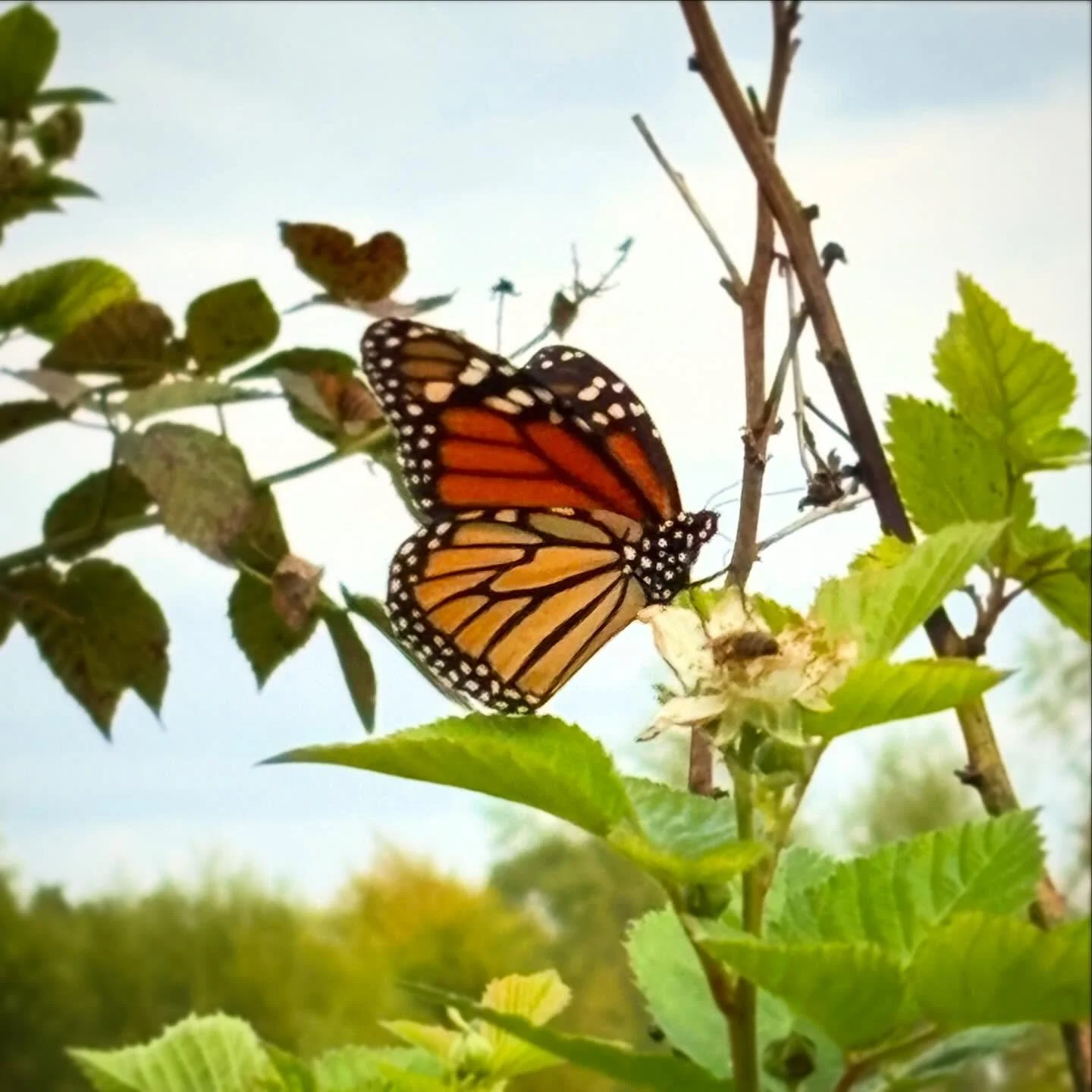 Monarchs are still working their way through North Texas π happy the berries still have some flowers for them!