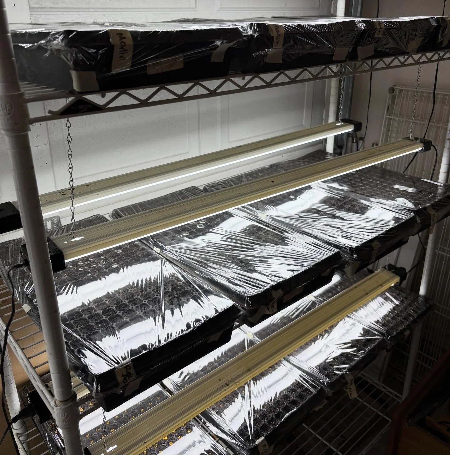 We&rsquo;re putting the cold snap to good use! 13,650 beets seeded and sprouting. Here we go! 👏