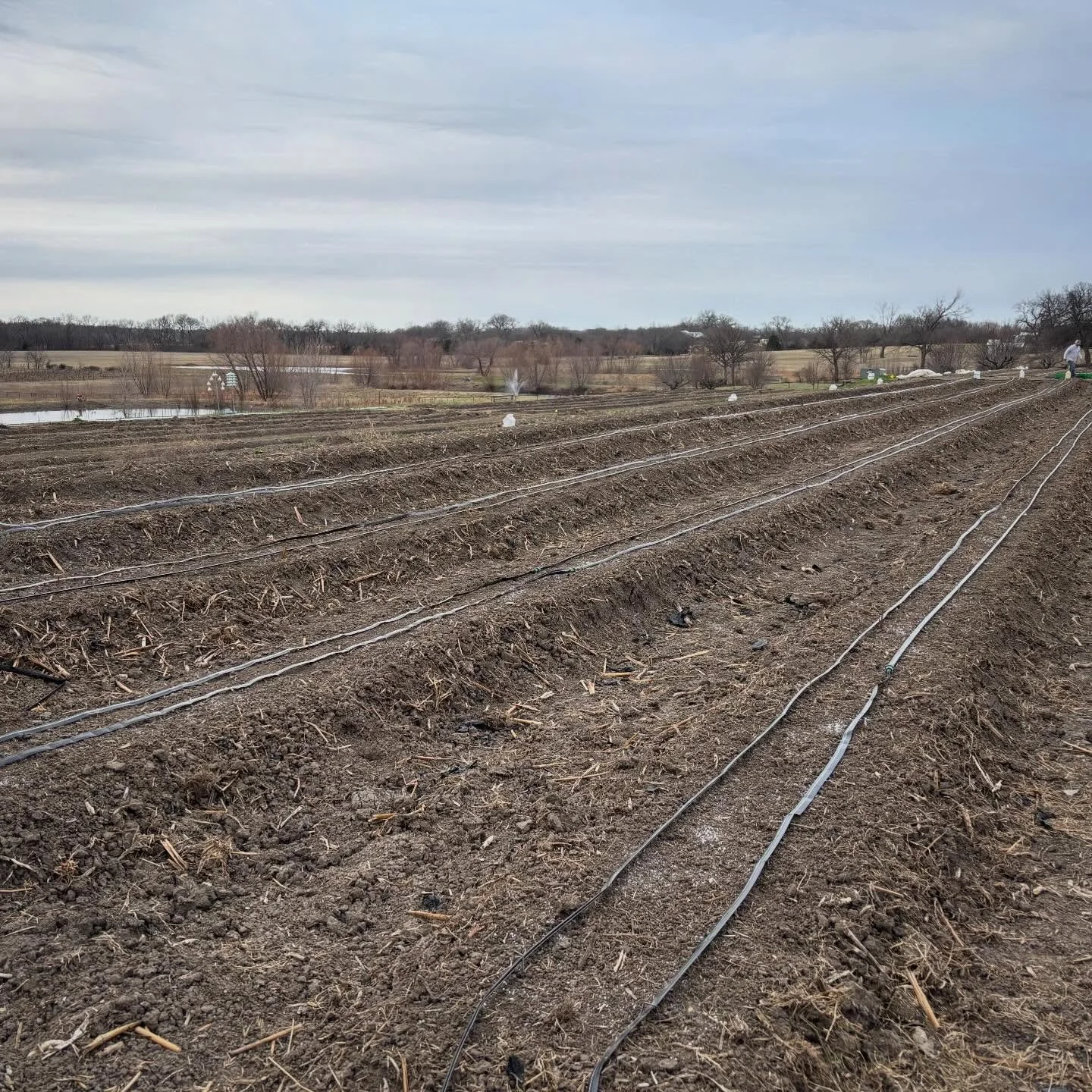 That&rsquo;s carrots for 2026 in the ground! Who can guess how many carrots we planted today?? Closest without going over (Price is Right rules) wins a sweet prize 👀