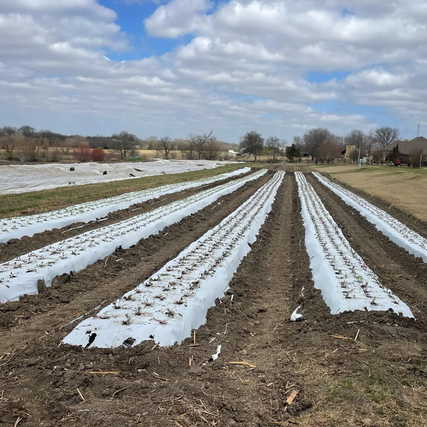 Beets are officially in the ground! 😍 let it rain!