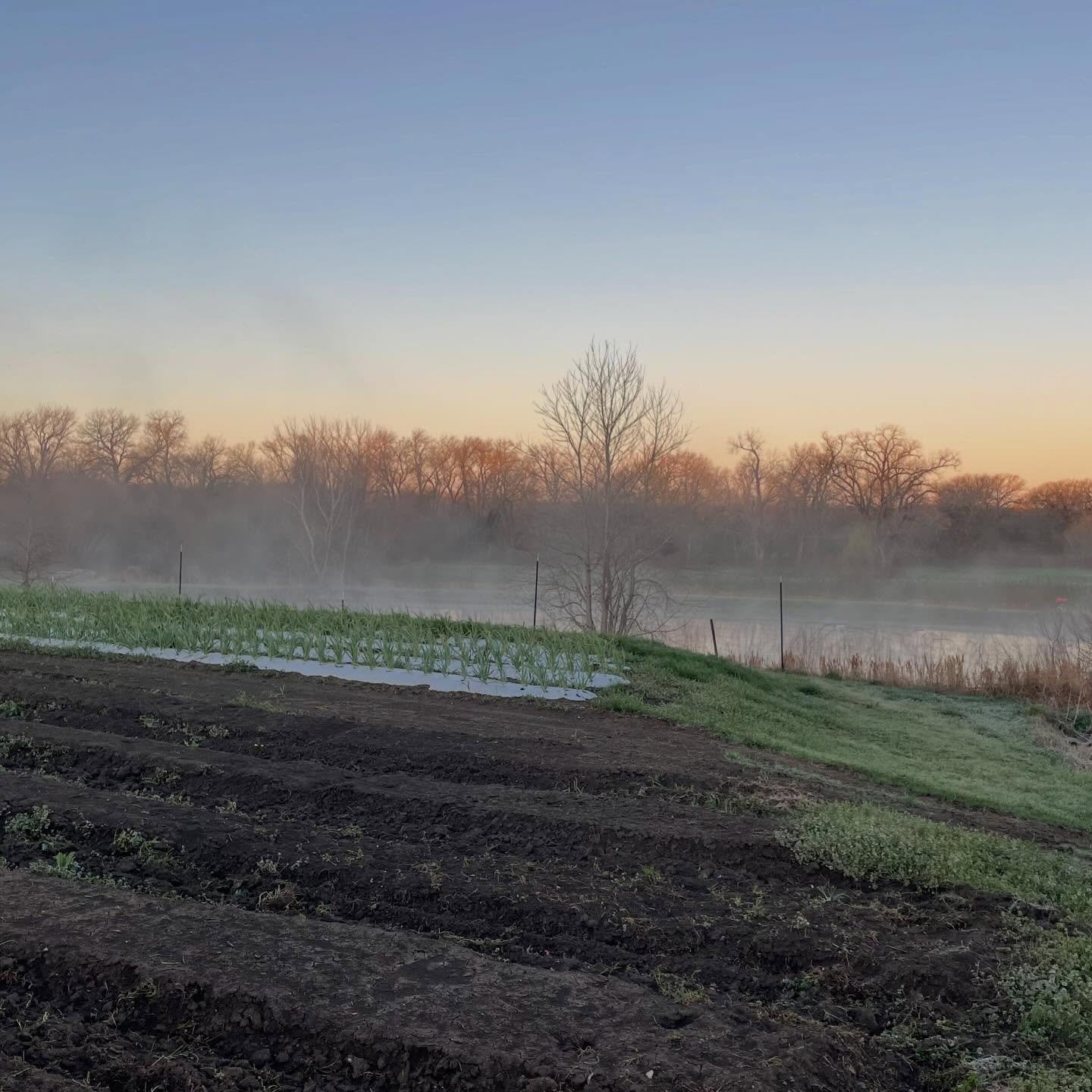 First wee hour berry sprinkling of the season for Farmer Jack! This prevents the blossoms from freezing (dead flowers = no berries). He goes to the farm at 2 or 3am and monitors it past sunrise, y&rsquo;all! Farming ain&rsquo;t easy 🌈