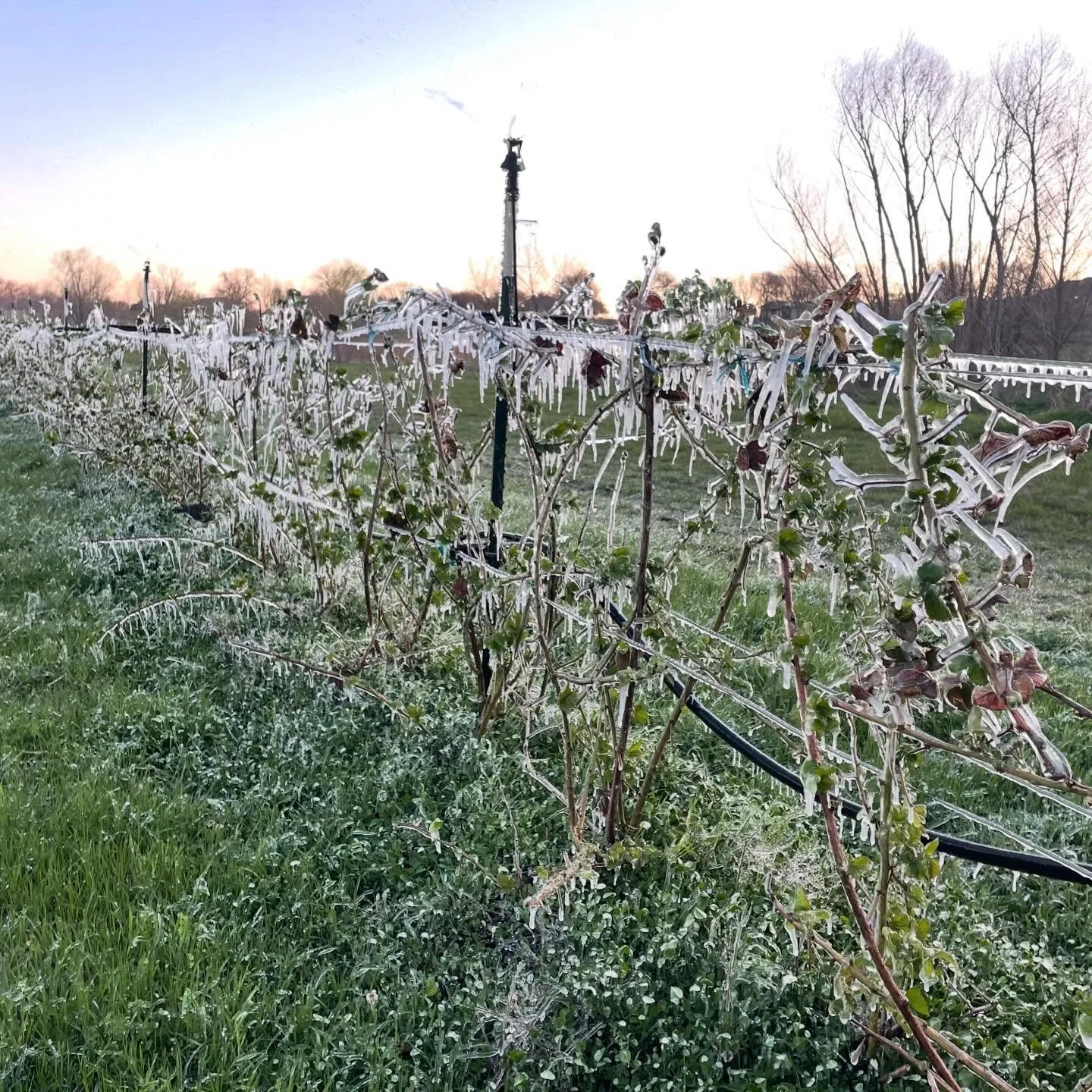 Farmer Jack spent another coooold night protecting your blackberries! This is exactly what we want to see - the whole canes and flowers encased in ice.