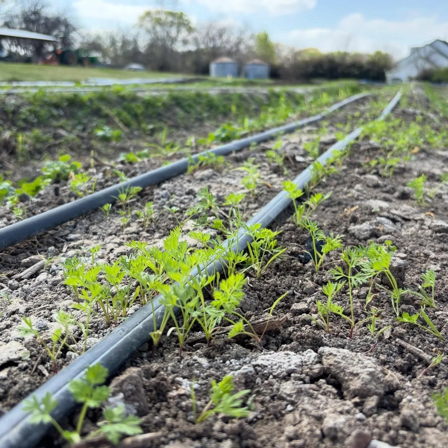 Lil carrots getting weeded all nice and tidy this week! 😍