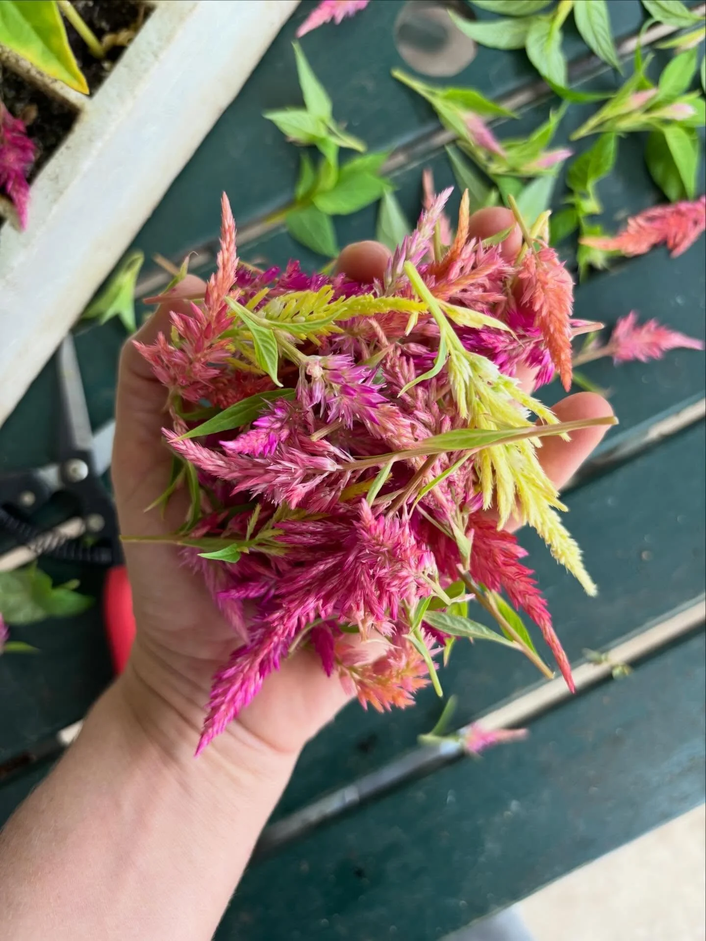 Topping some little buddies in the garage today before they head out to the farm this week! 🎉(it makes them bushier and more productive). What should I do with all this basil??