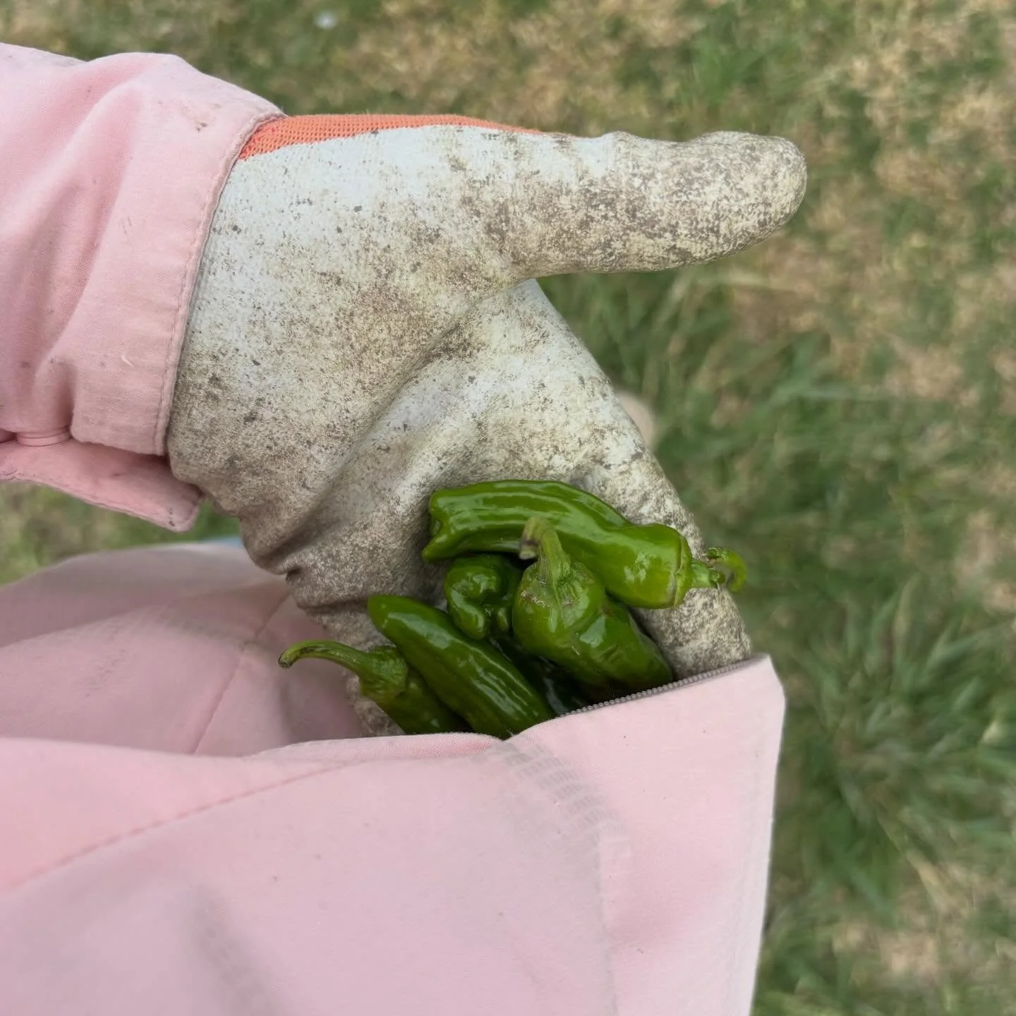 Weeder&rsquo;s treats 😍