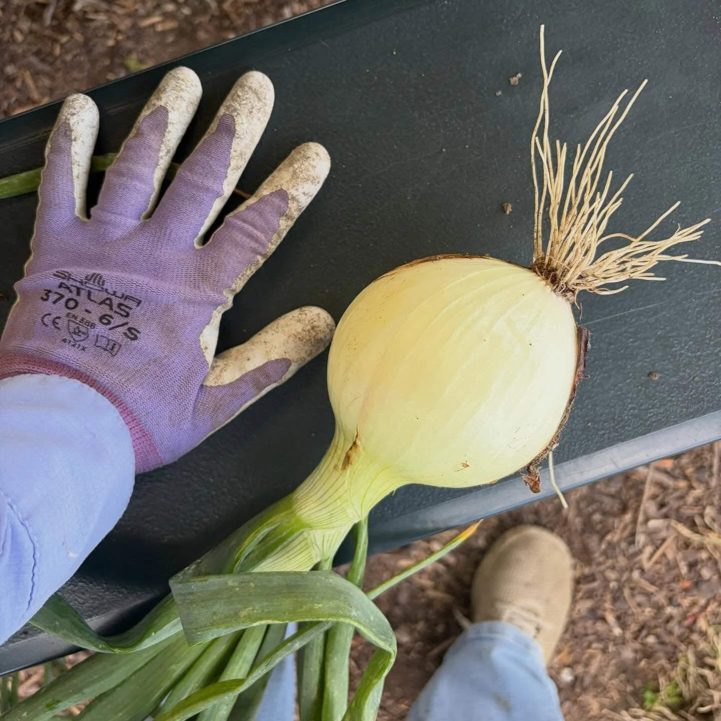Still a few weeks from opening for the season, but one thing&rsquo;s for sure - onions are gonna be big boys this year. 👀 if you&rsquo;re new, check out the FAQ on our website to learn how we work!! Link in profile or www.purelandorganic.com 🌈