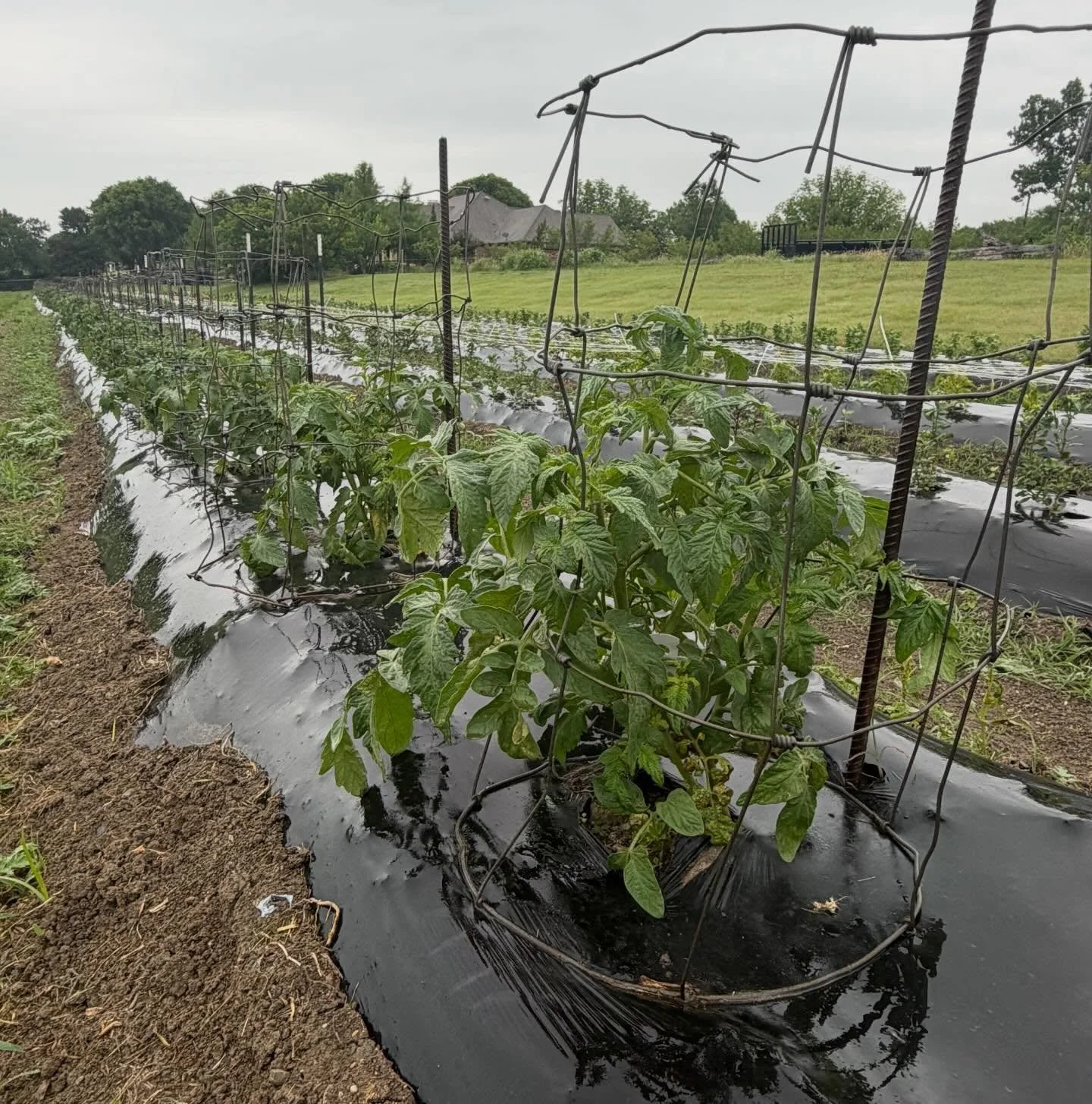 Everybody&rsquo;s happy in the rain (except the farmers). Getting a lot of messages asking when we&rsquo;re opening - I promise, we&rsquo;ll let ya know! But around 2 weeks is a good guess ;)