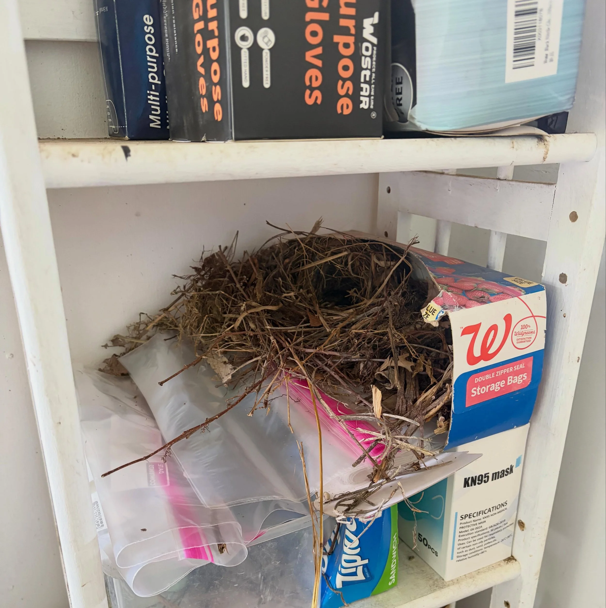 &ldquo;That&rsquo;s a silly place for a bird to build a nest&rdquo; 2026 edition: inside the trailer in a box of ziploc bags 👍