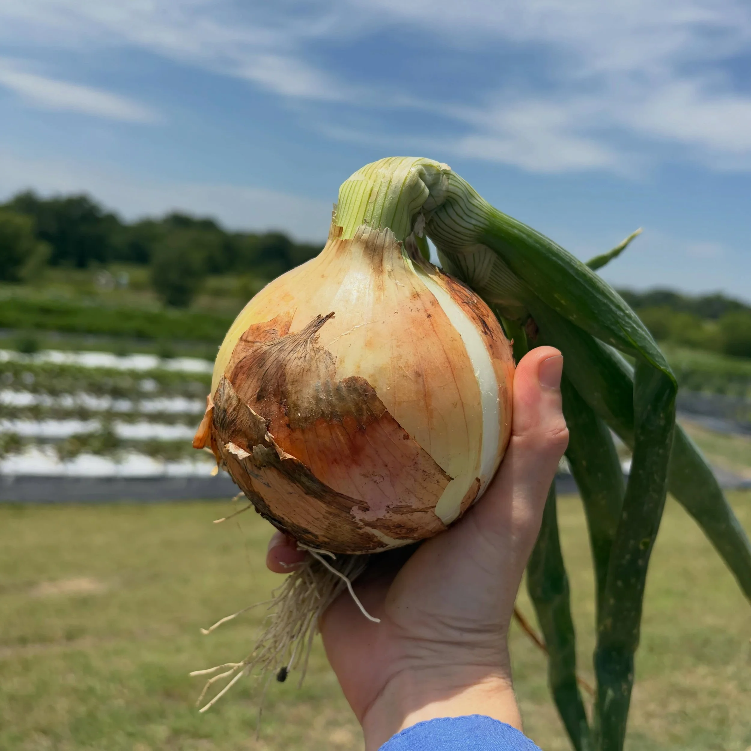 The signs are out and onions are FAT! See ya this weekend, All Access Season Passers - have your QR code ready! 9am to noon, Saturday and Sunday. (See ya soon everybody else!)