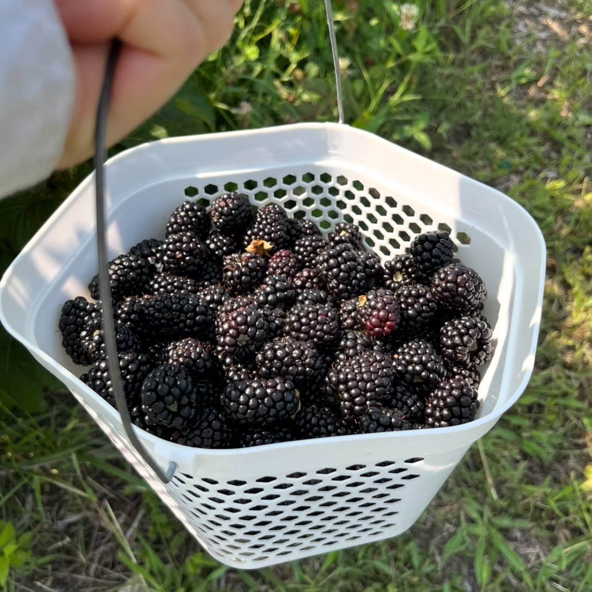 Berries are officially here! There are still some spots open for this weekend - come get you some 😍 www.purelandorganic.com